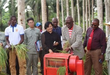 畝產(chǎn)593公斤，創(chuàng)造赤幾人工水稻種植新紀錄